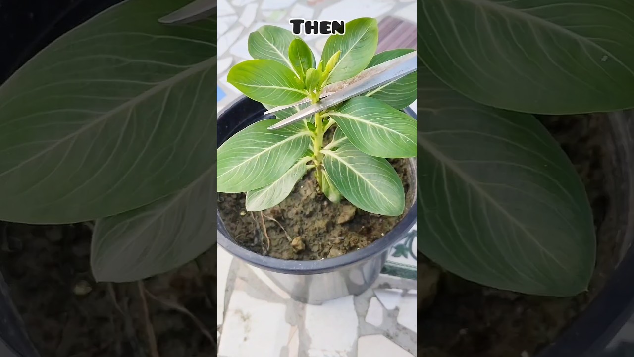 Easy tip to get bushy vinca plant 🪴/ #shorts #ytshorts #vinca #garden