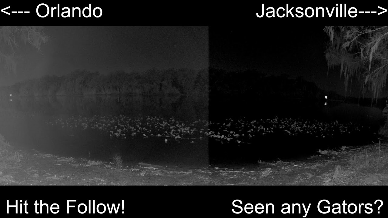 4K Live St. Johns River Cam: Florida Alligators & Wildlife 🐊🌿