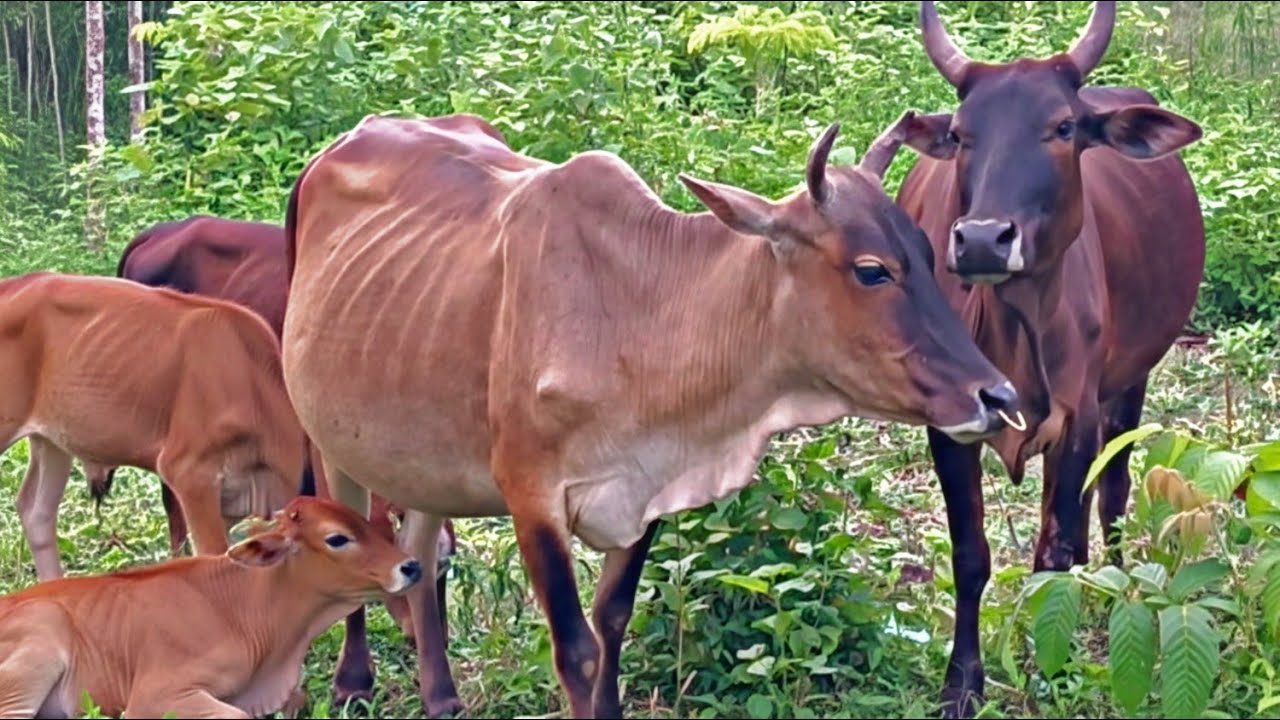 Herd of Village Cattle in the Countryside and Forest - Cows Videos, Cow Sounds, Cows