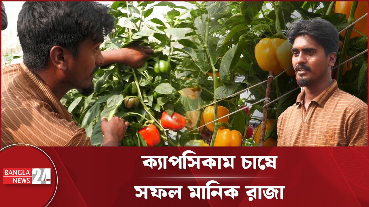 আধুনিক পদ্ধতিতে ক্যাপসিকাম চাষ করে সফল মানিক | Capsicum Farming