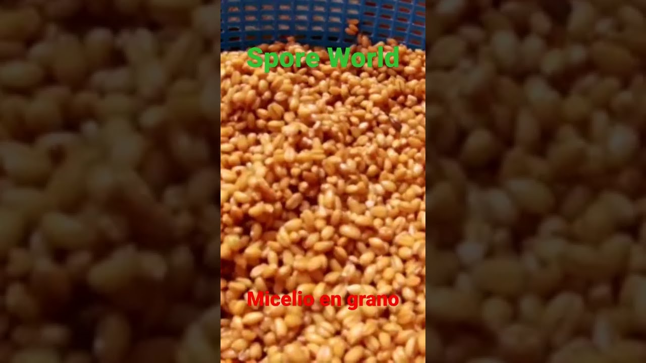 Truco, punto exacto del grano previo al autoclavado para hacer micelio