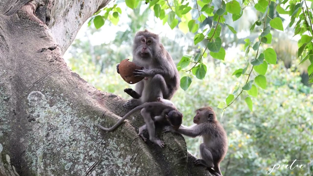 Мама не хочет, чтобы ее обед беспокоили #милаямаленькаяобезьянка