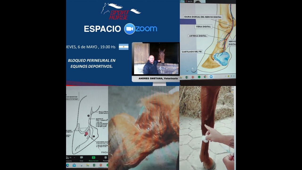 BLOQUEO PERINEURAL en equinos deportivos. Andres Smetana, Veterinario.