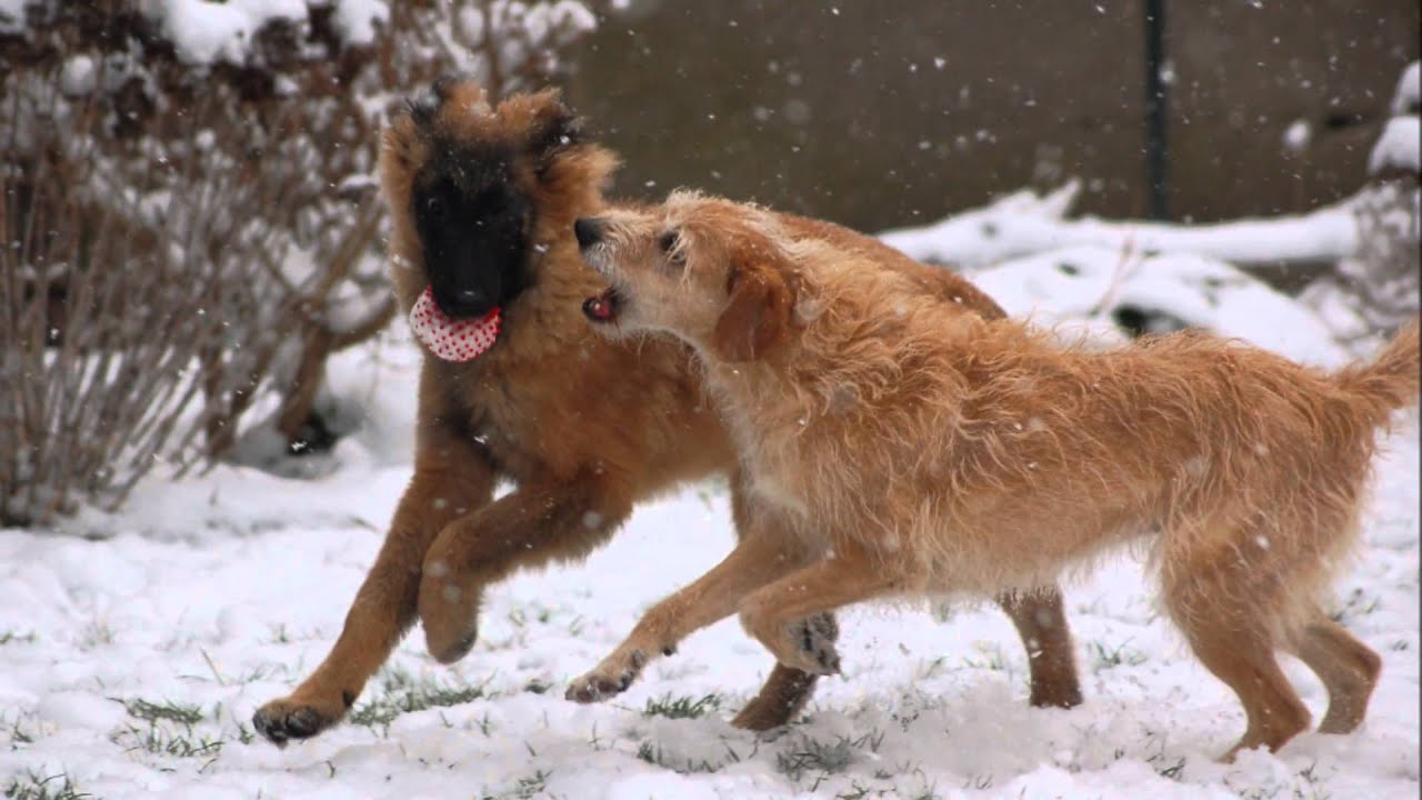 Khera chienne tervueren de l'arrivée a la maison, jusqu'a 1 an , agility obéissance .wmv
