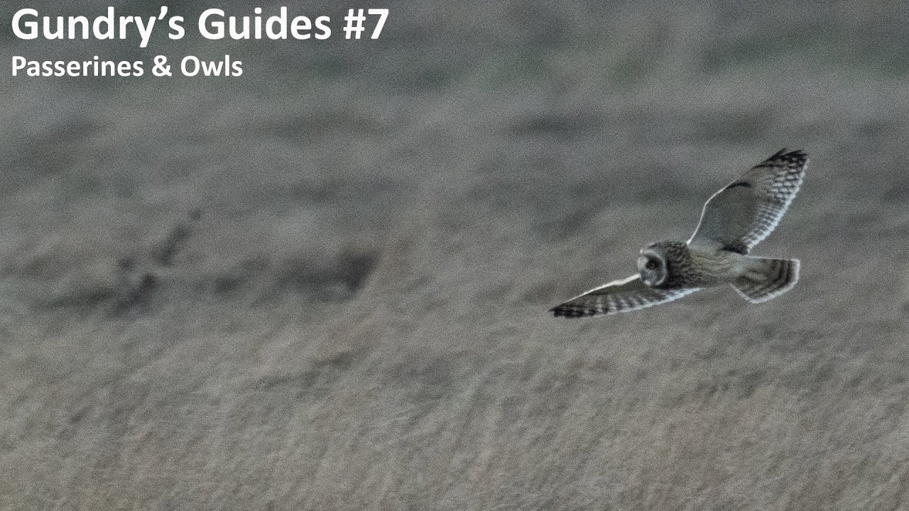 Gundry's Guides #7: Passerines and Owls