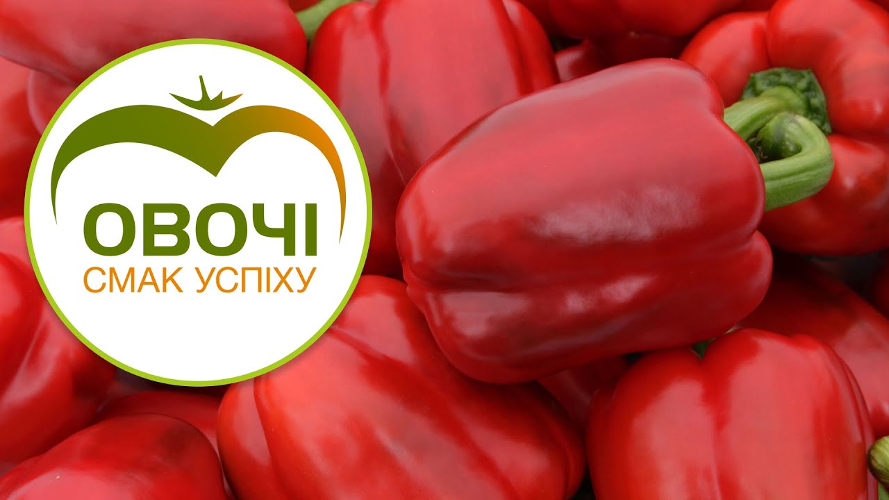 Секрети УСПІШНОГО ВИРОЩУВАННЯ перцю | Овочі.Смак успіху