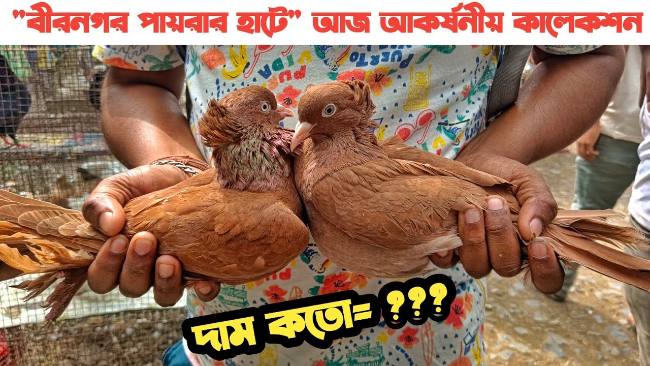 বীরনগর পায়রার হাট 23:02:2024 | Birnagar Pigeon Market | 250-300 টাকার মধ্যে কি পায়রা আছে ??? 🇮🇳