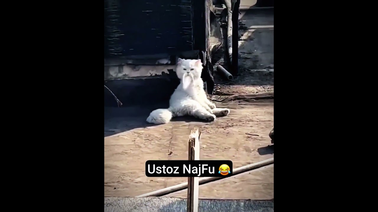 AZIK BOOM FAN | Najim pishak mushuk #animals #cat #cats #azikboom #najim #mushuklar #memes