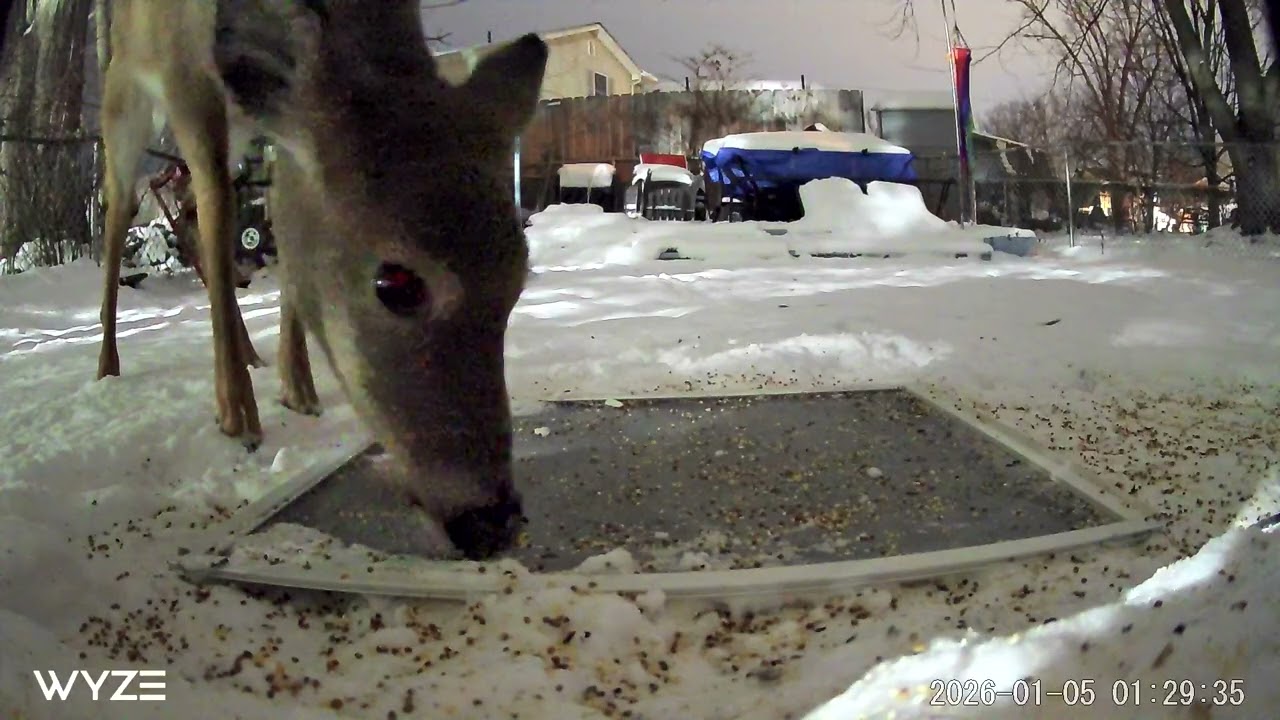 25 Minute Deer BackYard Feeder Nature Cam Cat TV