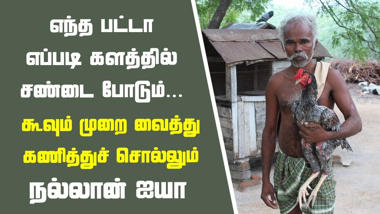 சேவல் கட்டில் அனுபவமான நல்லாள் ஐயா | பகுதி 01 | Seval kattu