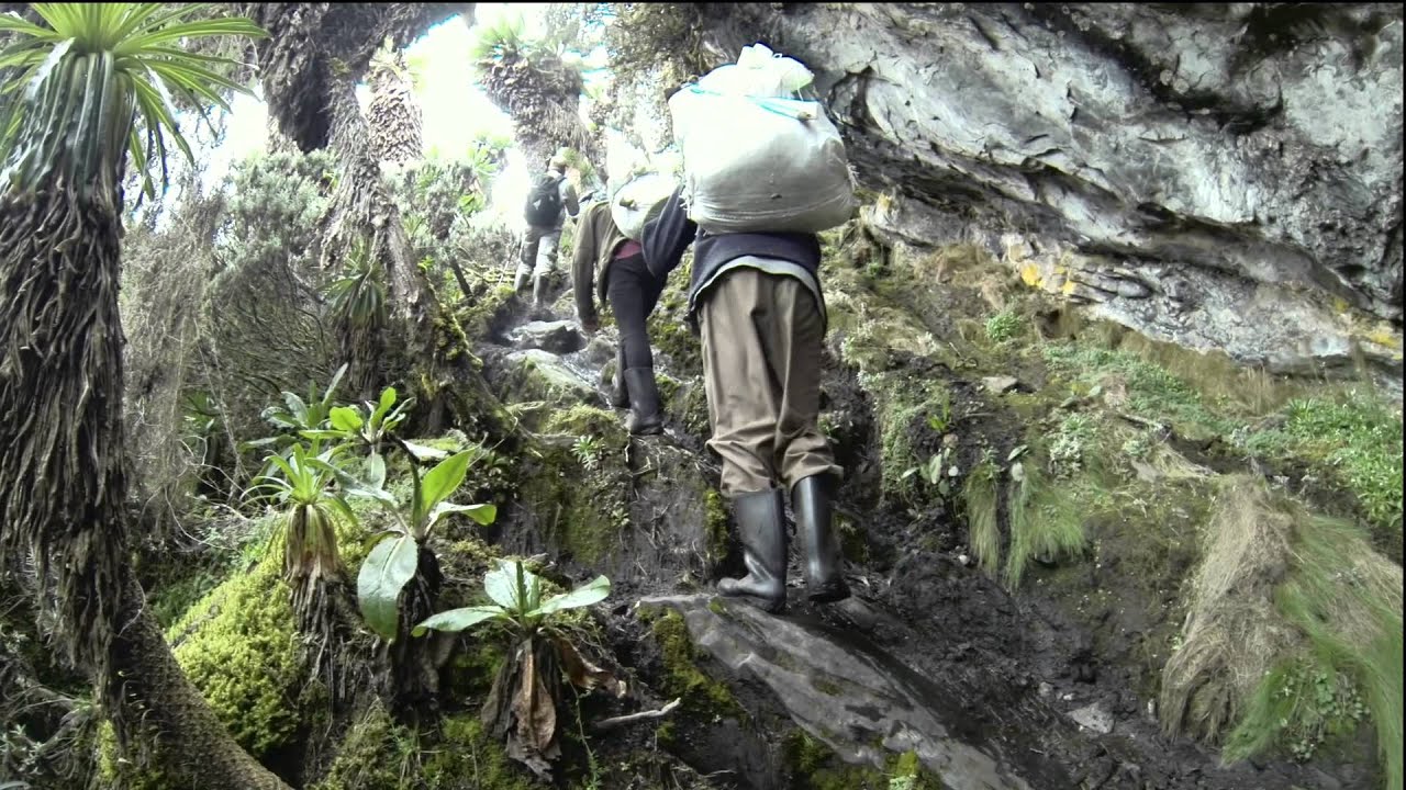 Ruwenzori Climbing & Mountain Gorilla