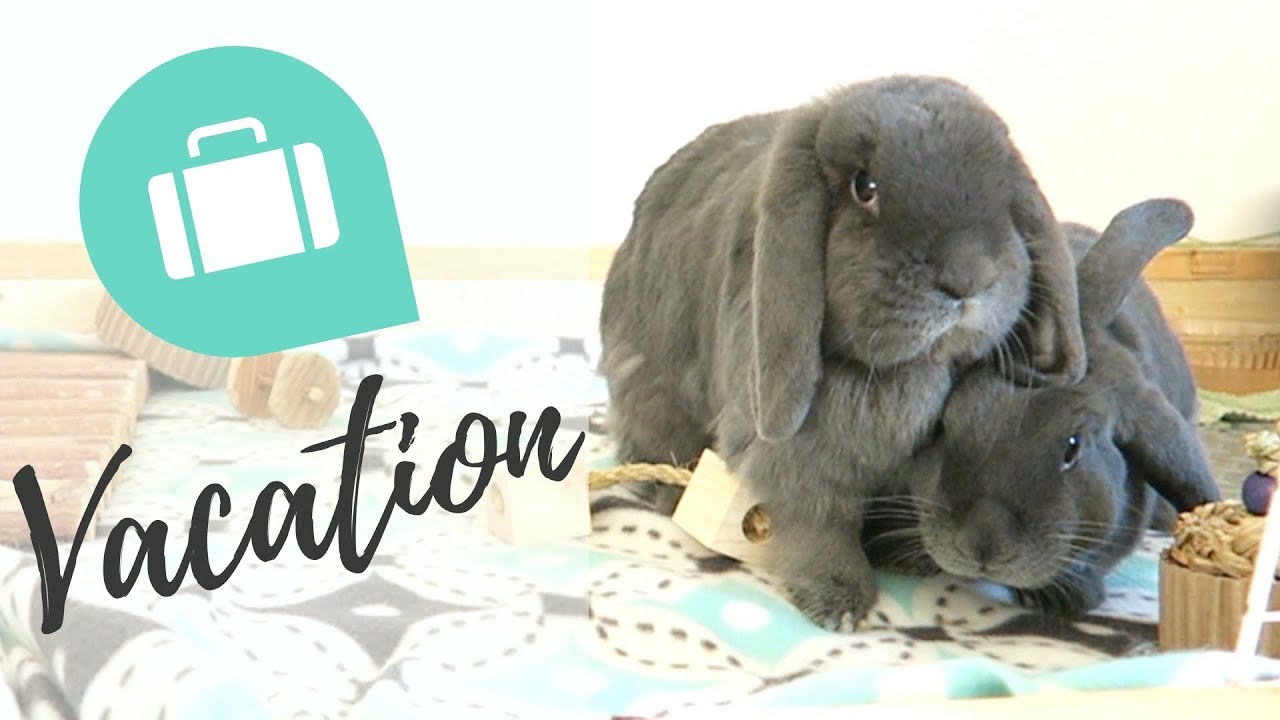 Getting Rabbits Ready When Traveling