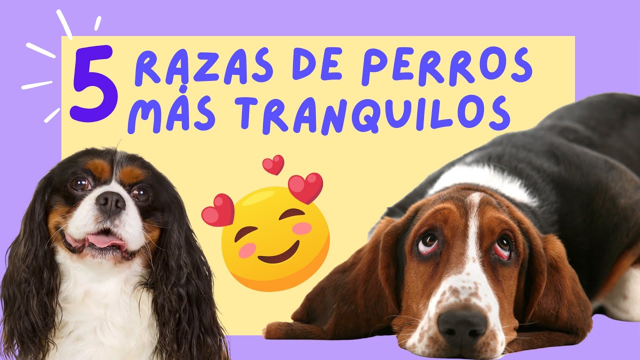 🐶 Las Mejores RAZAS de PERROS TRANQUILOS (Calmados y Amistosos) 😍