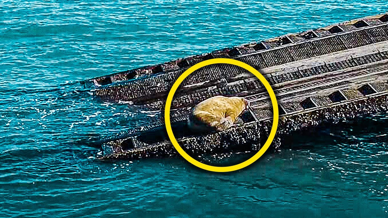 Adorable Walrus Starts Exhibiting A Strange Behavior That Upsets Local Residents