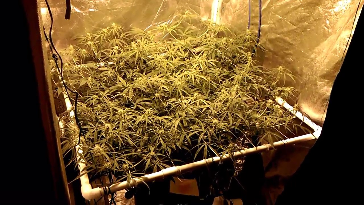 Nevilles Haze part 5