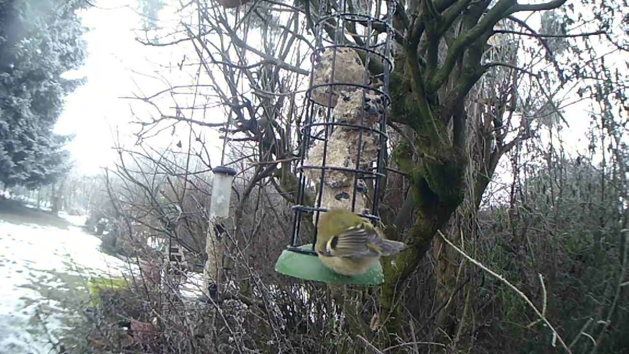 23.01.26 das Wintergoldhähnchen
