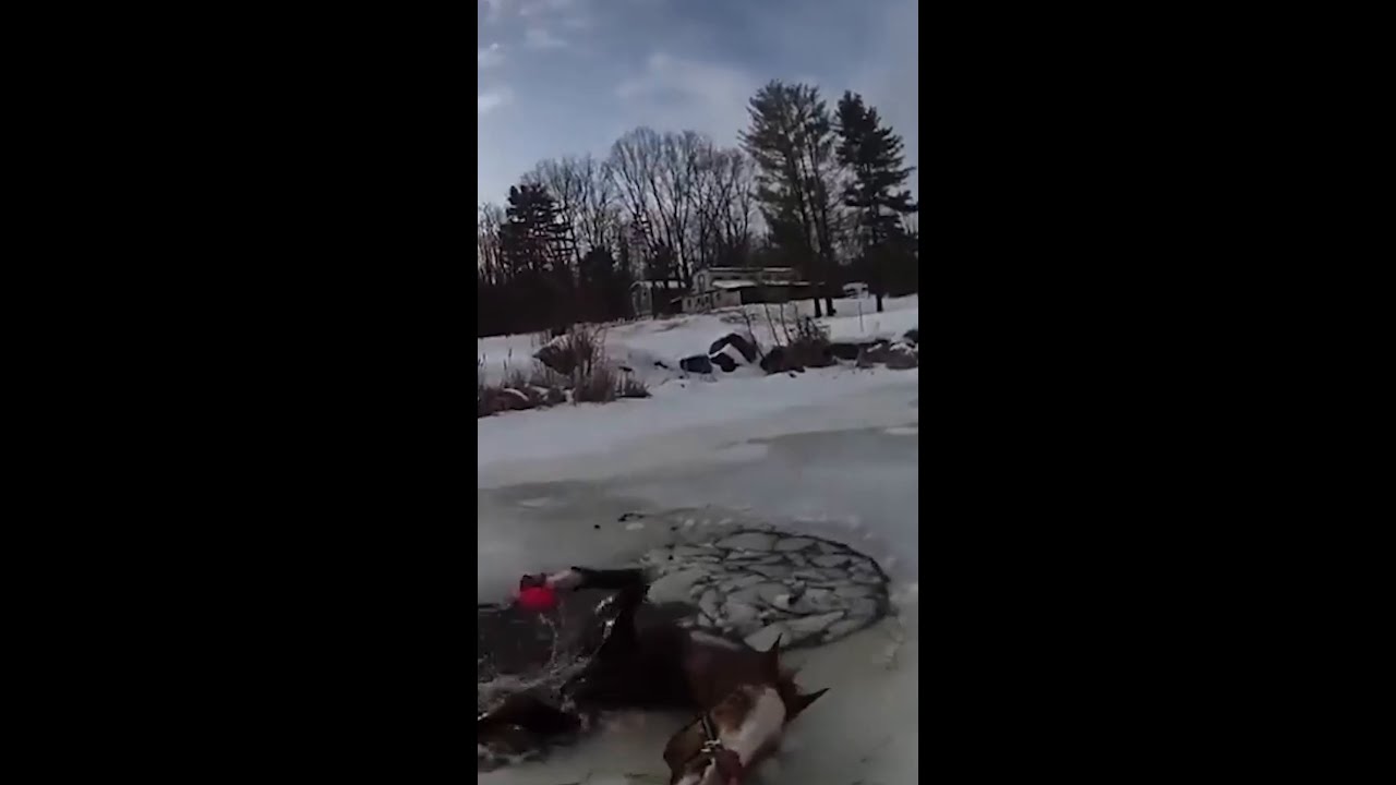 Horse Rescued From Icy Pond