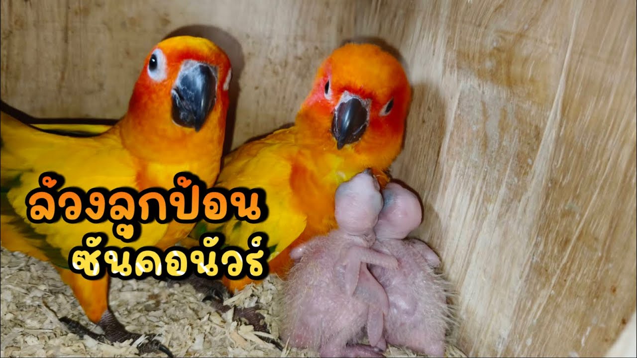 ล้วงลูก ซันคอนัวร์ ออกมาป้อน