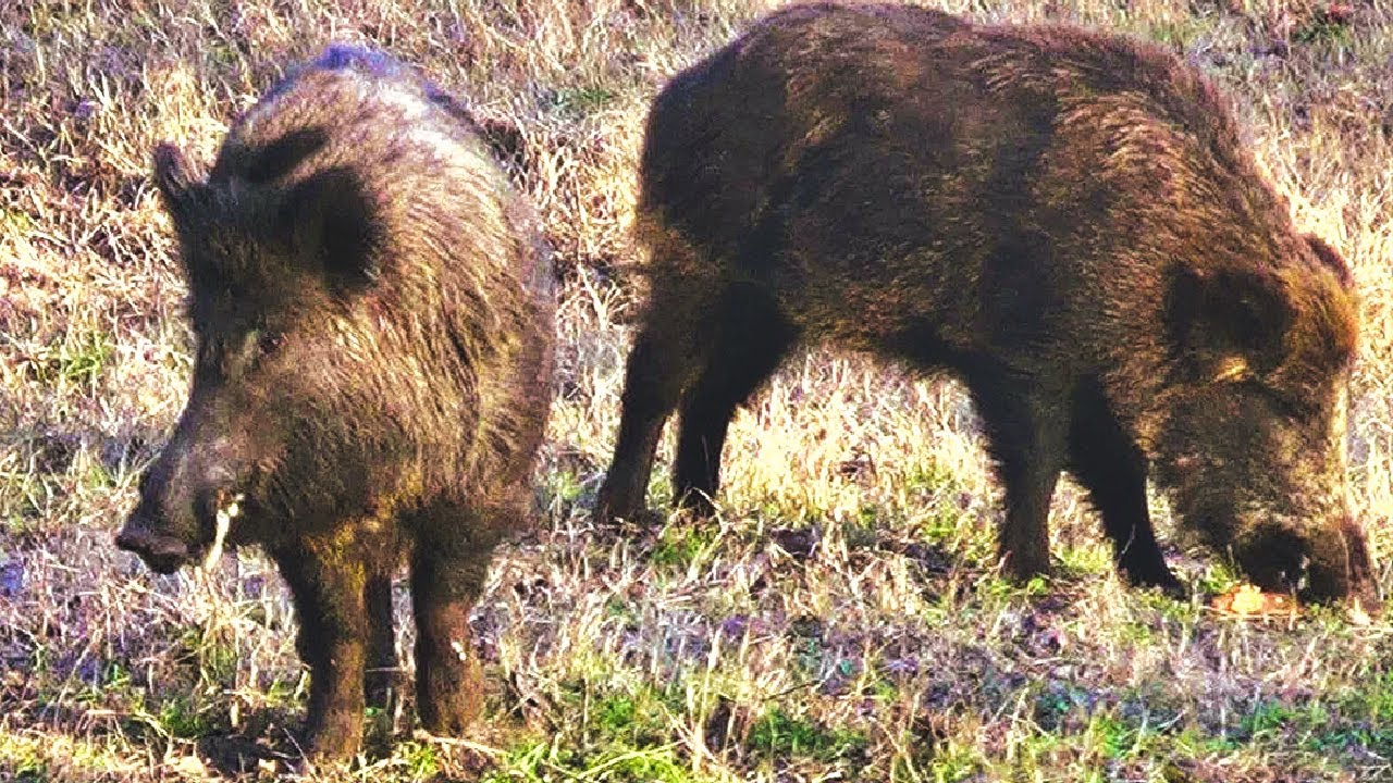 POSLEDNJA OAZA i svet koji nestaje 1.deo | Srbija