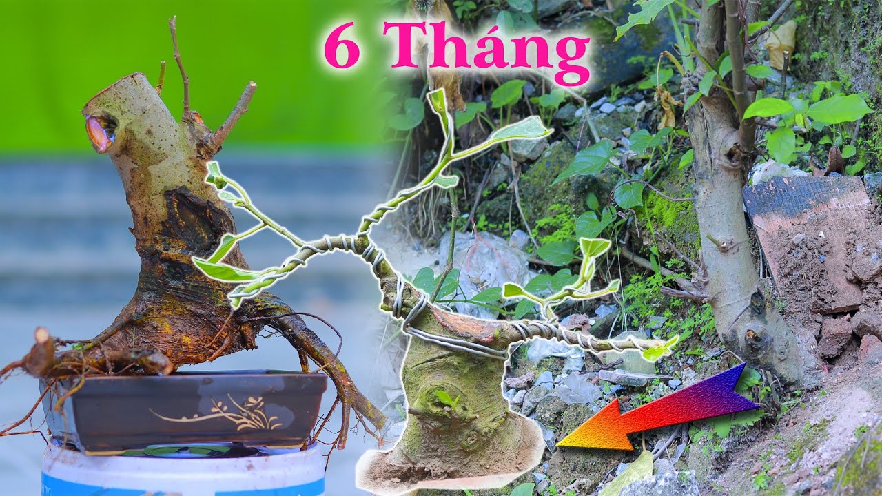 Đào Cây SUNG bờ Mương và sự Thay Đồi Diệu Kỳ sau 6 Tháng