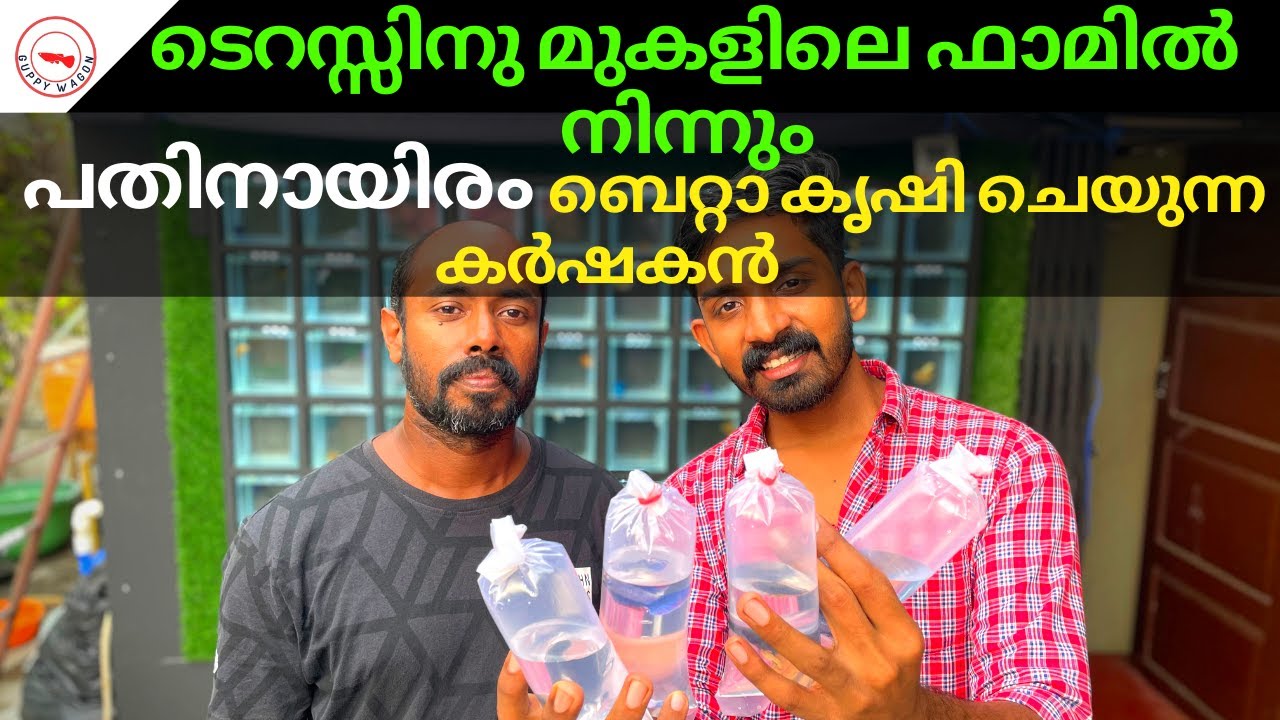 10000 Betta Fish From This Limited Space Urban Fish Farm- Success Secrets|