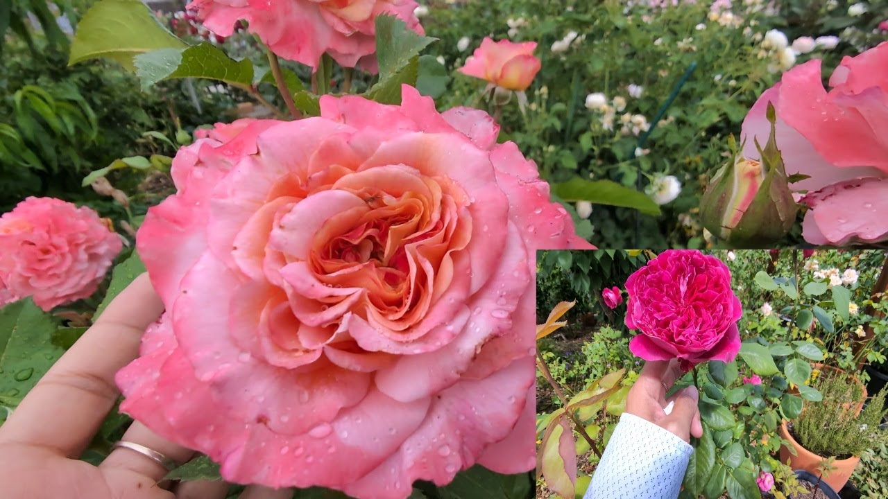 Father love and Augusta Luise Roses 