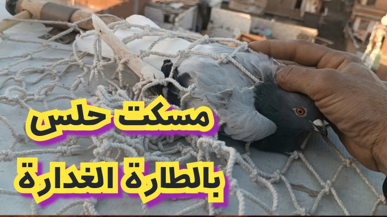 مسكت حلس كدة 21 ضريبة🤪#تربووالغيةالمصرية