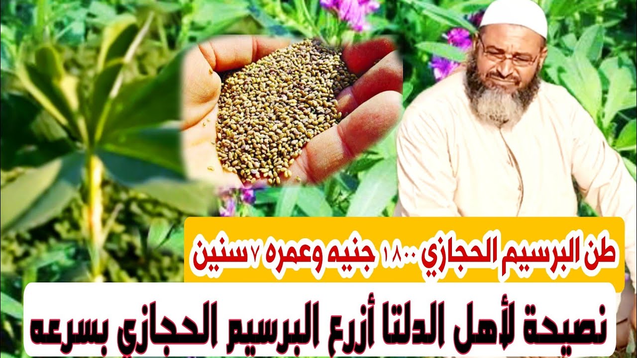 تفاصيل مهمه عن البرسيم الحجازي وطرق الربح ١٨٠٠جنيةالطن#صلب_الموضوع _حموده امين