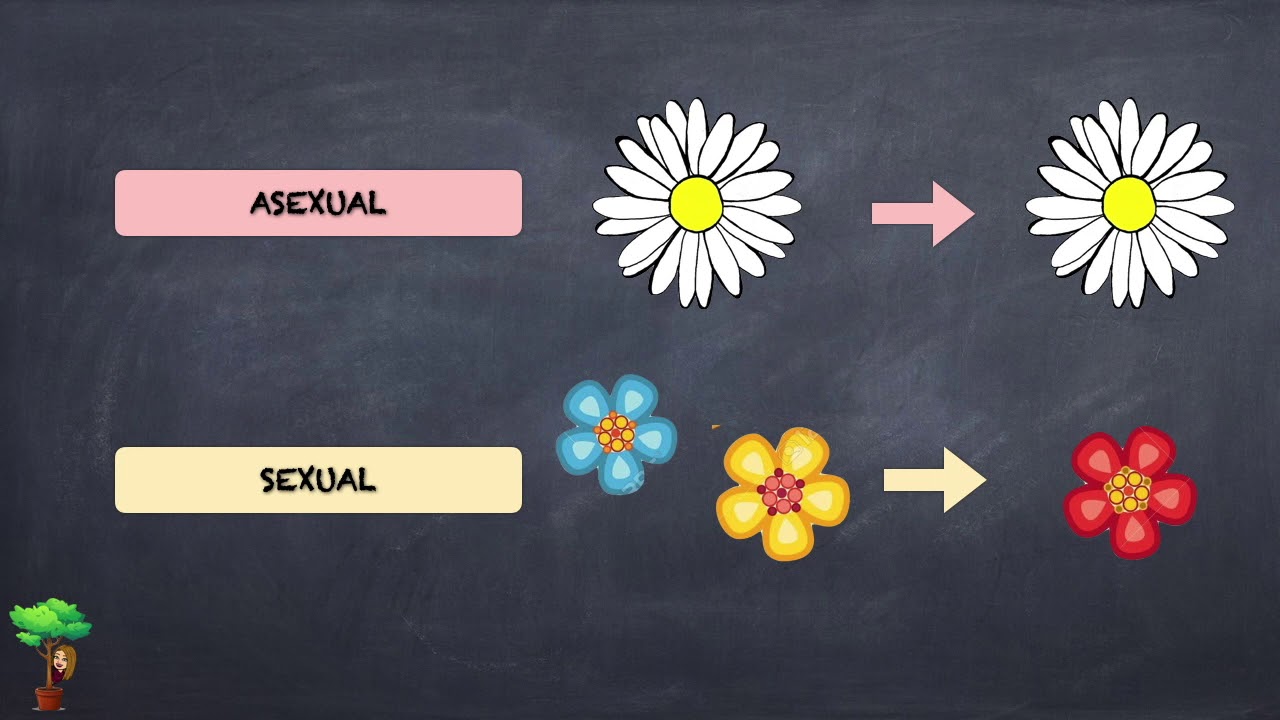 La reproducción asexual de las plantas