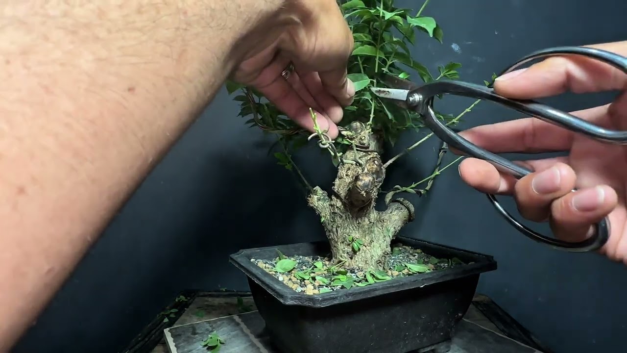 Vlog#79 part 2, update kay shohin tugas 2nd, wiring/layout. #bonsai #tutorial #bonsaibasic 🫡🌳🇵🇭