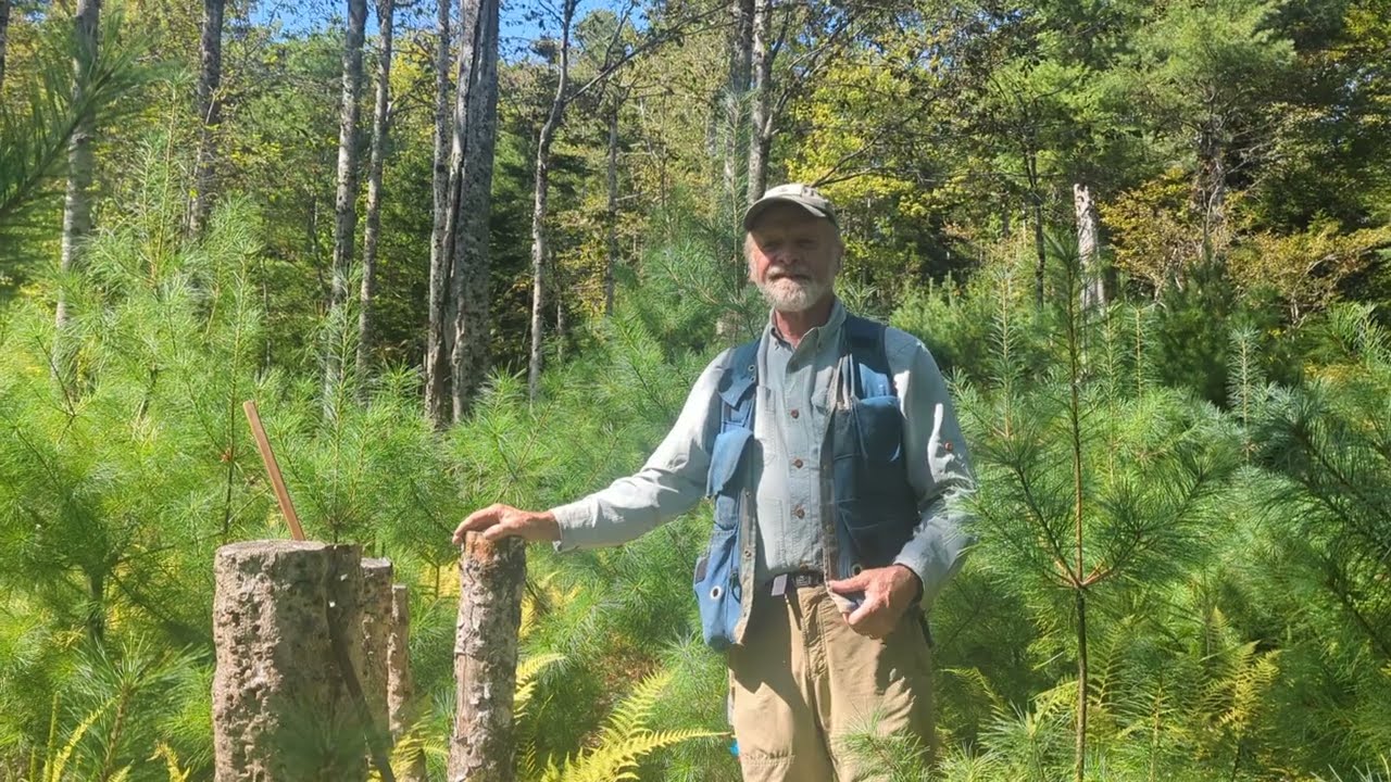 Beech Conservation Silviculture: Stand Conversion, Beech Leaf Disease  on Retained Smooth Beech
