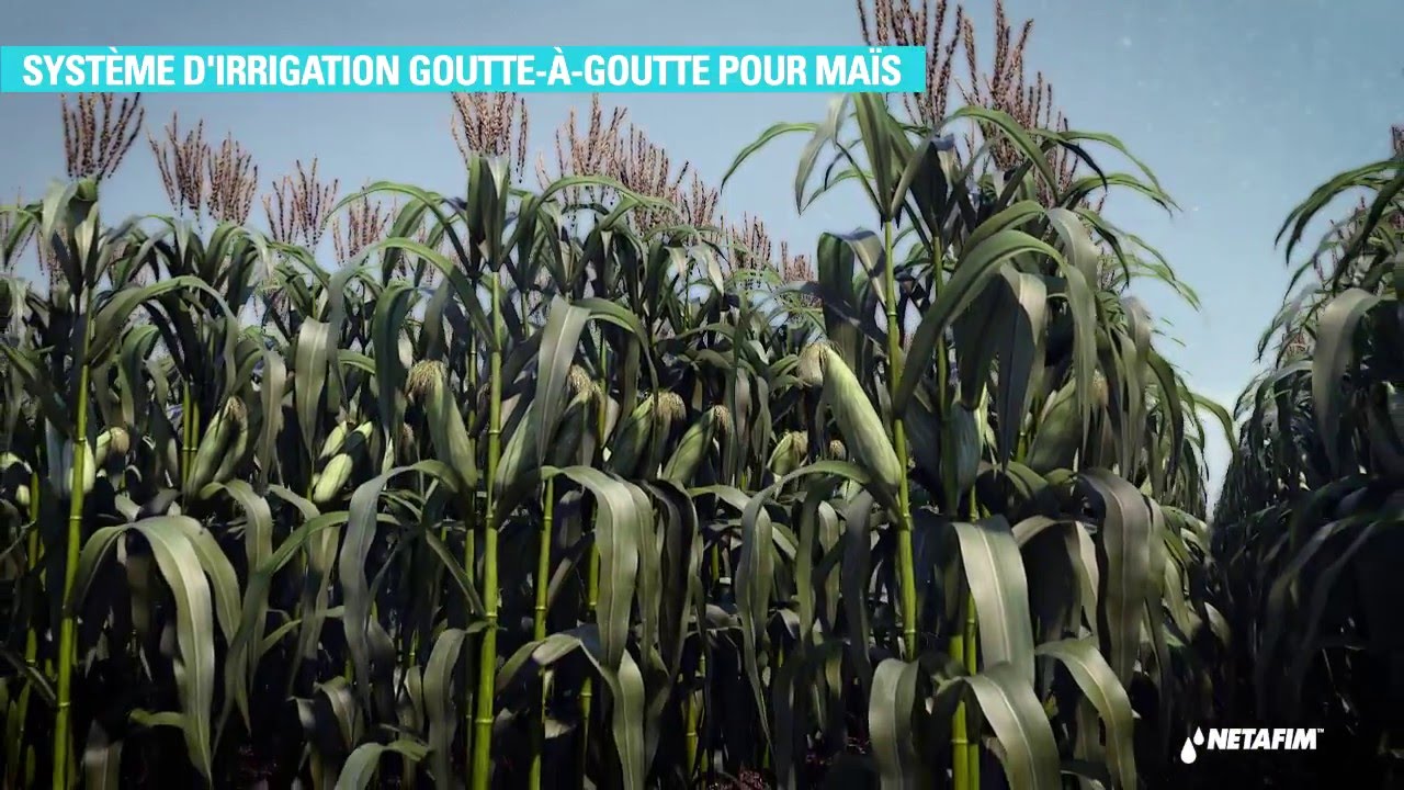 Goutte à goutte de surface pour maïs