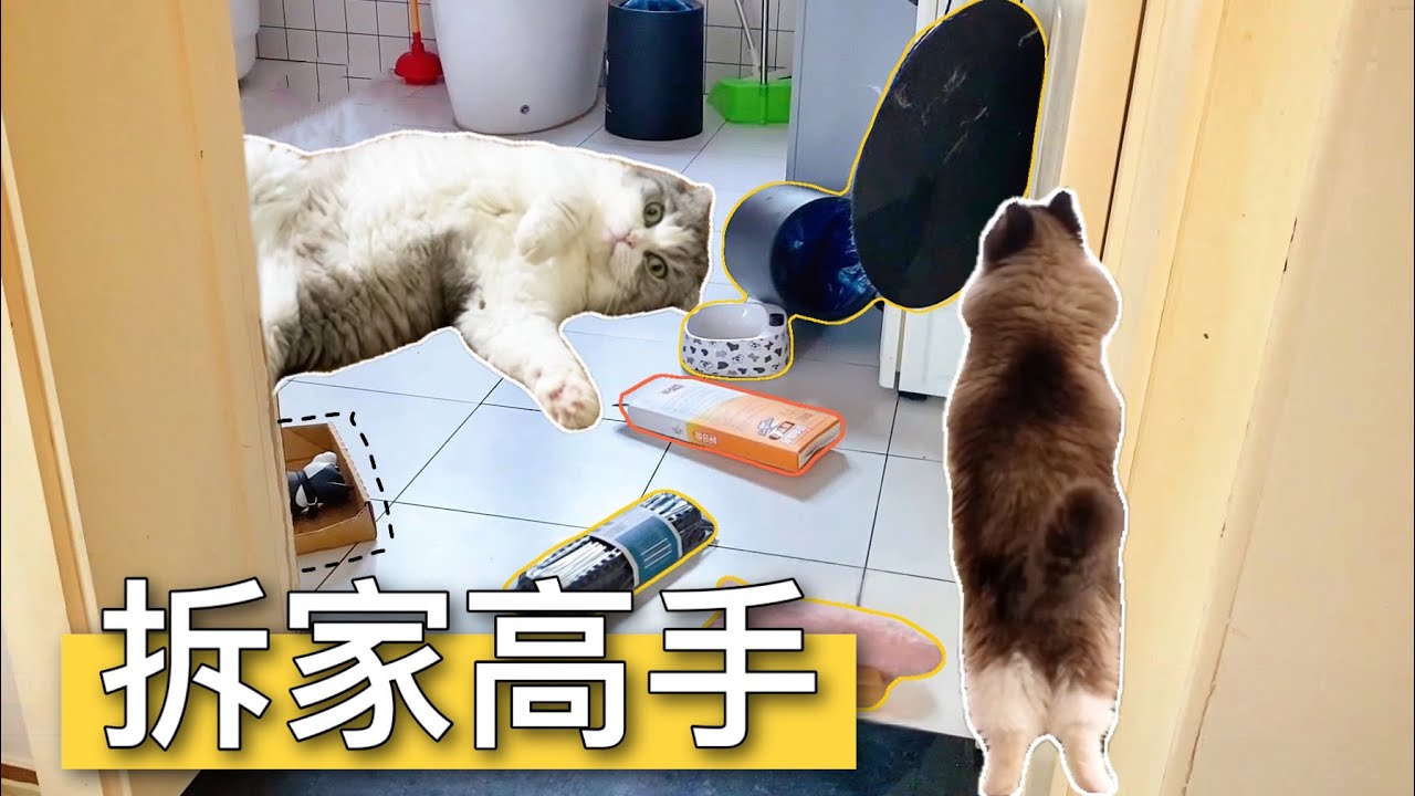 把15隻貓單獨留在家4天會發生什麼？打開門瞬間我被“感動”哭了 ｜李喜猫