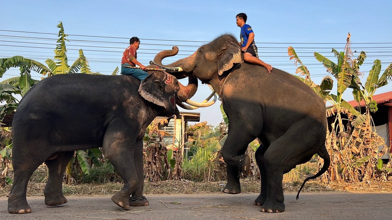 ซ้อมยุทธหัตถีพี่ทอง&พี่ขวัญ‼️🐘‼️