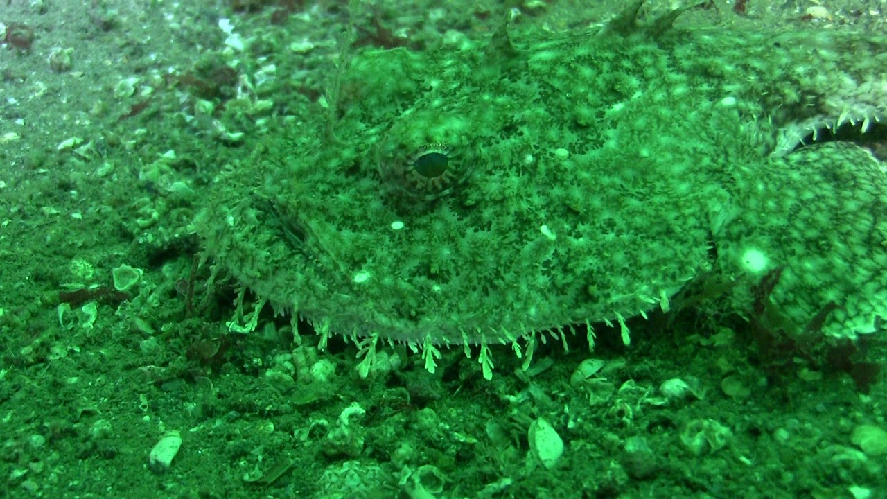Angler Fish  raw
