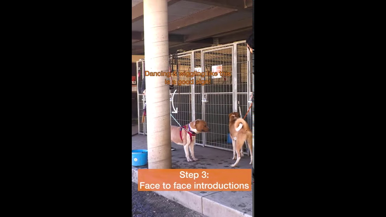 Learn how to properly introduce new dogs