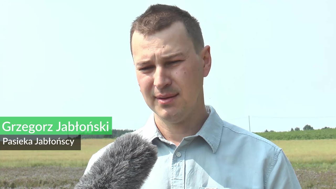 Jakie rośliny miododajne uprawiać?