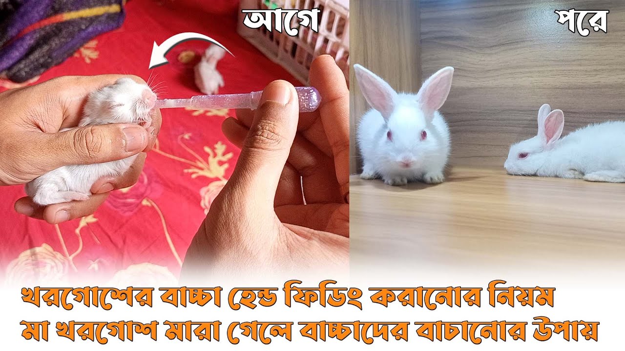 খরগোশের বাচ্চা হেন্ড ফিডিং করানোর নিয়ম | মা খরগোশ মারা গেলে বাচ্চাদের বাচানোর উপায় | hand feeding