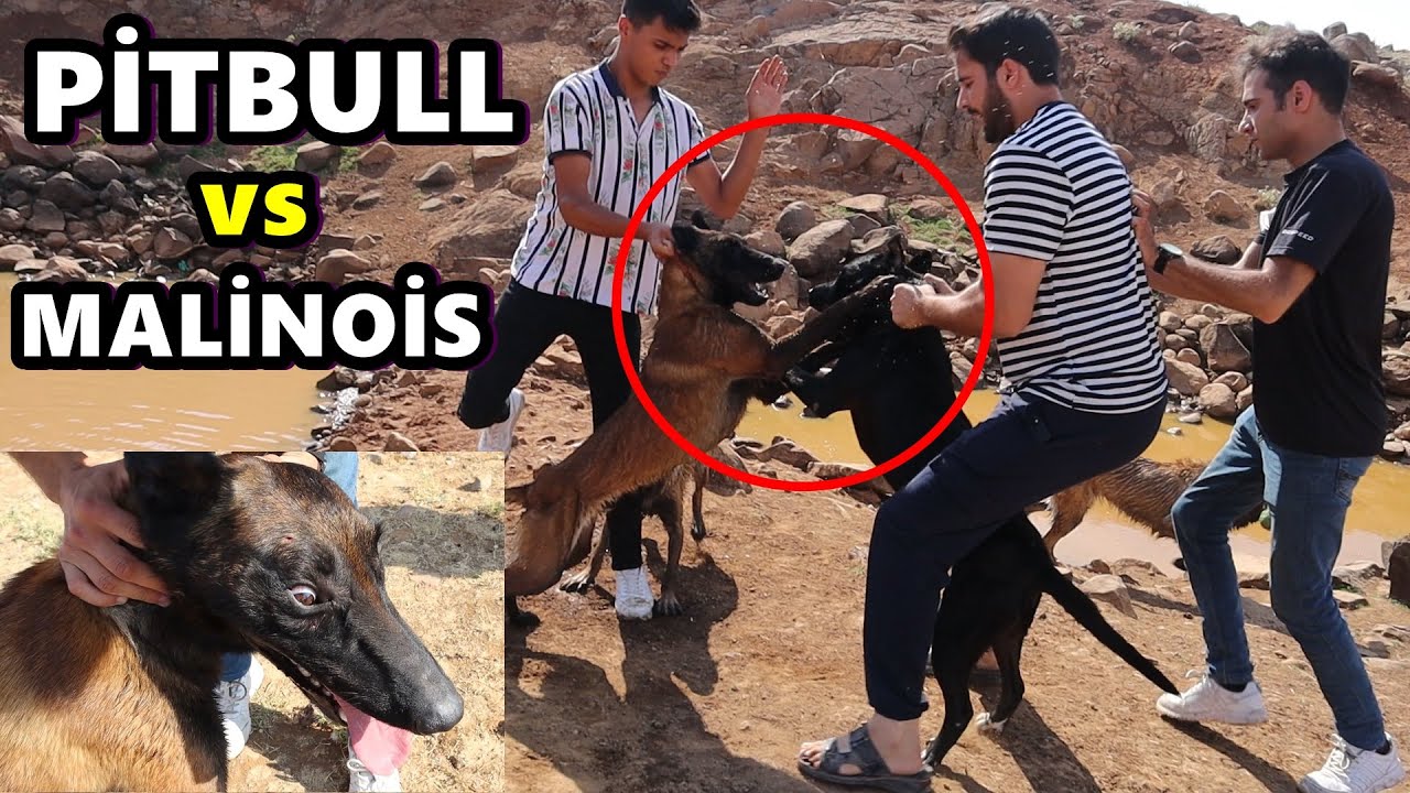 BÜYÜK KAVGA ÇIKTI! DİŞLERİNİ GEÇİRDİ! ( ZOR AYIRDIK )
