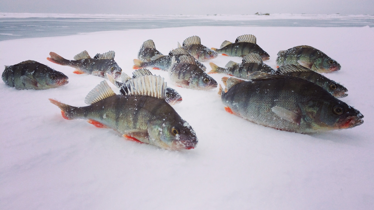 Окунь на топорик, зимняя рыбалка на Чудском | Ahven kombainiga Peipsil | Winter fishing for pearch