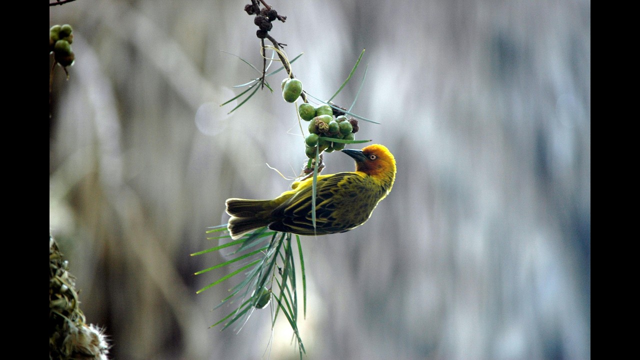 Gentle Piano & Bird Sounds 🧠 Relax Your Mind, Reduce Overthinking & Stress
