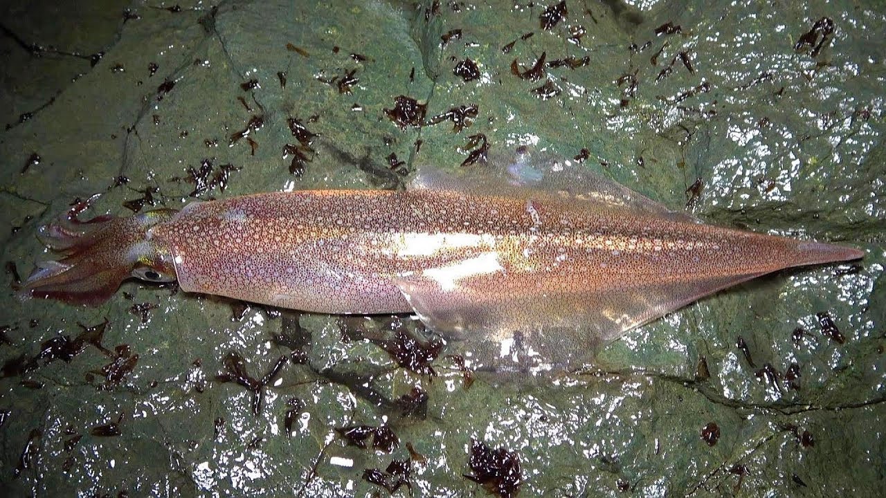 地磯でヤリイカのウキ釣り