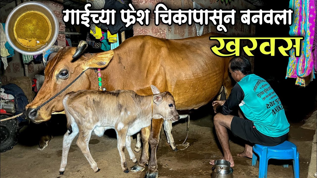 कोकणातील घरच्या गाईचा ताजा खरवस😋|खरवस बनवण्याची संपूर्ण प्रक्रिया|How to Making Kharvas|Malvani Vlog