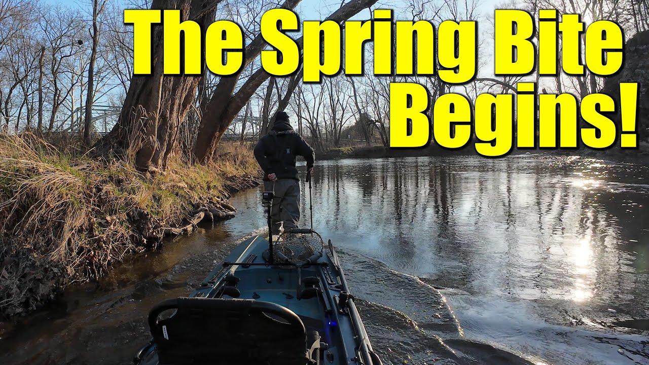 The Small-River Bass Are Starting to Cooperate! + A Bald Eagle!