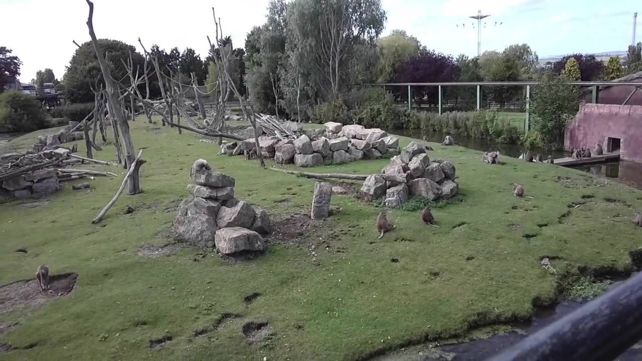 Flamingo Land Zoo Monorail ride POV 1080p HD