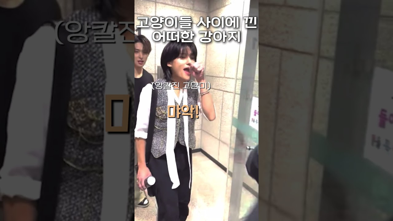 고양이들 사이에 낀 어떠한 강아지🐶 