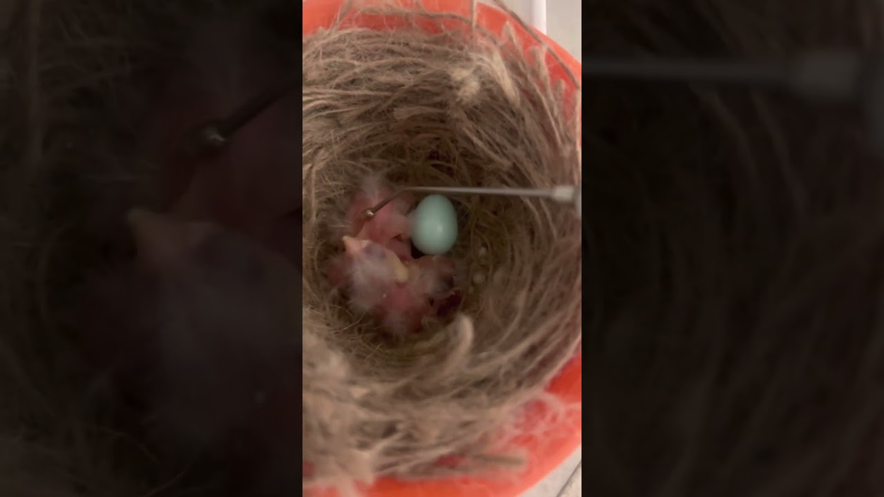 Nourrir les bébés chardonnerets de 2 jours et de 3 jours