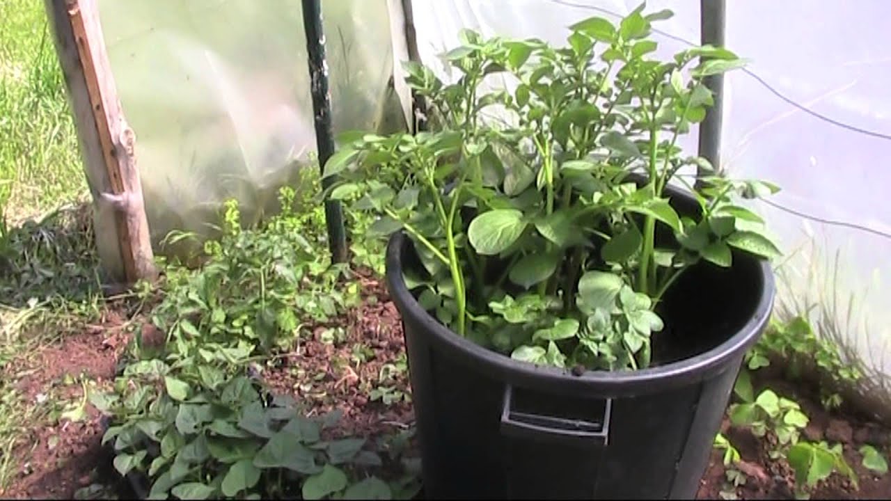 Cultivo de patatas en Cubo @naturnatur