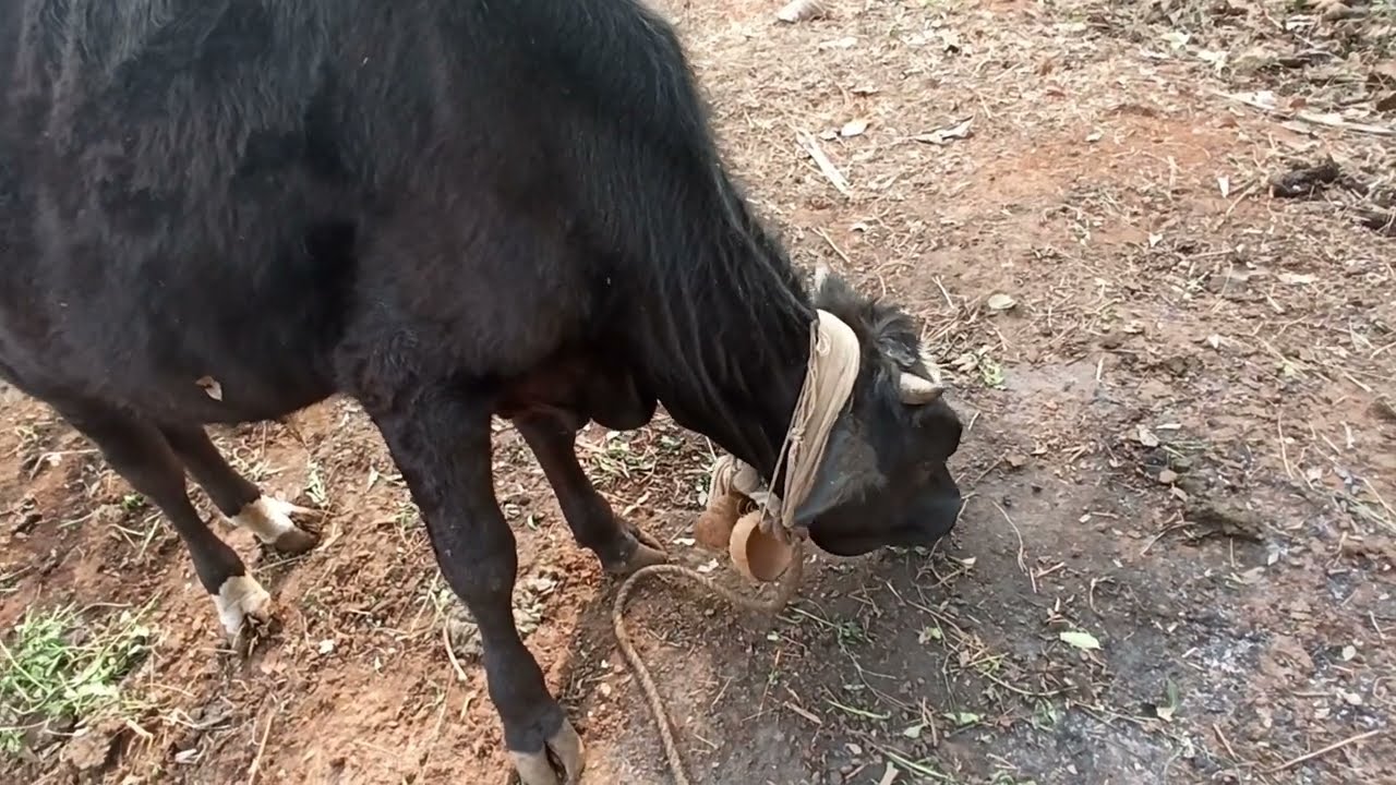 THIDAMBU NRITHAM PUTHUMANA : പശു എന്റെ അഭിമാനം