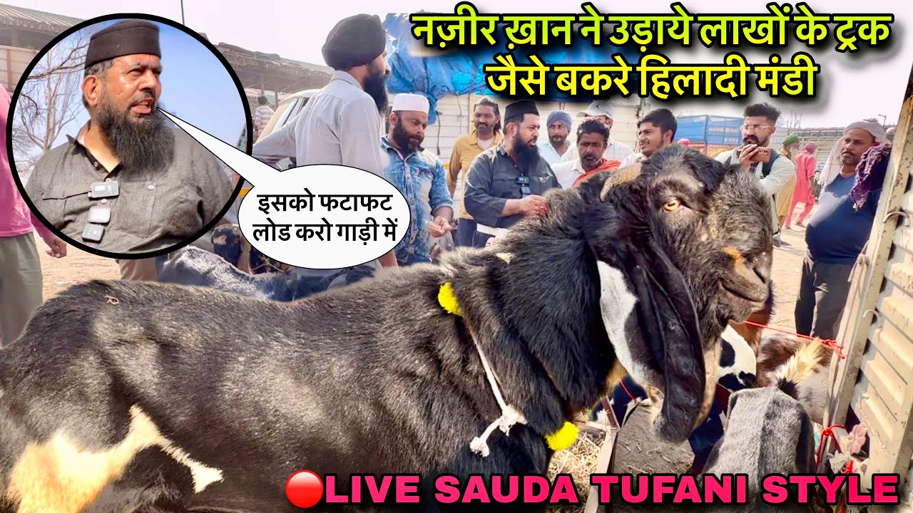 नज़ीर ख़ान ने उड़ाये लाखों के ट्रक जैसे बकरे हिलादी मंडी @farmingbaba goat farming live_sauda market